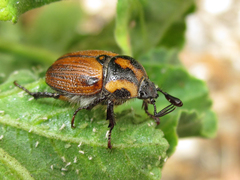Oryctomorphus maculicollis