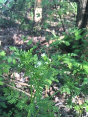 Chaerophyllum procumbens