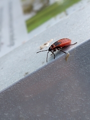 Pyrrhocoris apterus