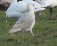 Larus glaucescens × hyperboreus