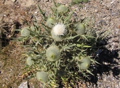 Cirsium odontolepis