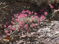 Centranthus nevadensis