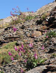 Digitalis purpurea purpurea