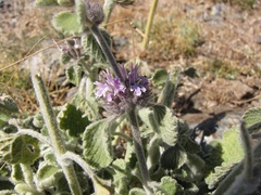 Marrubium supinum