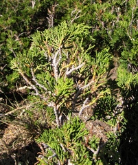 Juniperus sabina