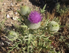 Cirsium odontolepis