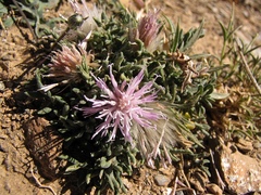 Jurinea humilis