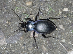 Carabus amplipennis