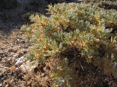 Astragalus granatensis