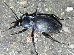 Carabus amplipennis