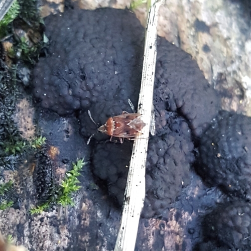 Photo of Birch Catkin Bug (Kleidocerys resedae)