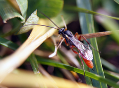Dolichomitus irritator