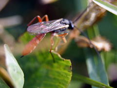 Dolichomitus irritator