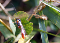 Dolichomitus irritator