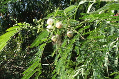 Leucaena leucocephala