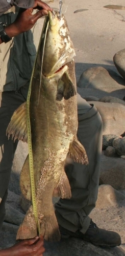 Semutundu