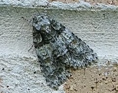 Acronicta increta