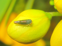 Paratanus rotundiceps