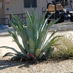 Agave