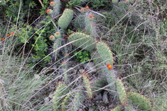Opuntia stenopetala