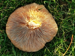 Clitocybe brunneocephala