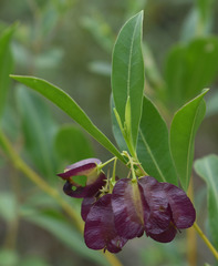 Dodonaea lanceolata