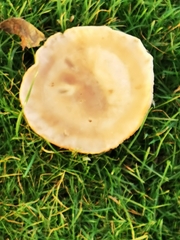 Clitocybe brunneocephala