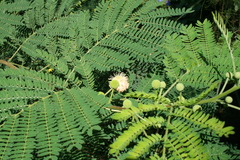 Leucaena leucocephala