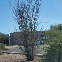 Fouquieria splendens