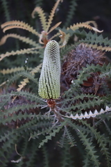 Banksia speciosa