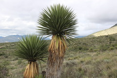 Yucca carnerosana