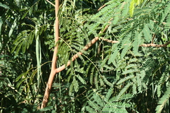 Leucaena leucocephala
