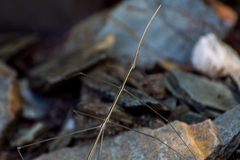 Carphoproscopia lancea