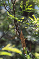 Senegalia praecox