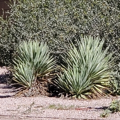 Agave