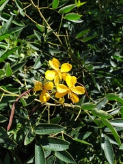 Senna burkartiana