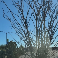 Fouquieria splendens