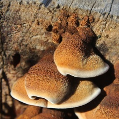 Gloeophyllum abietinum