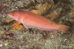 Pseudolabrus rubicundus