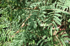 Leucaena leucocephala