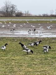 Branta bernicla