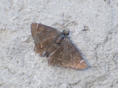 Nisoniades haywardi