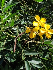 Senna burkartiana