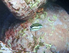 Canthigaster callisterna