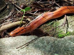 Oreocryptophis porphyraceus vaillanti