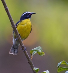 Coereba flaveola barbadensis