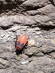 Pyrrhocoris apterus