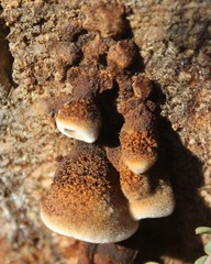 Gloeophyllum abietinum