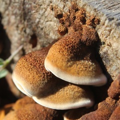 Gloeophyllum abietinum