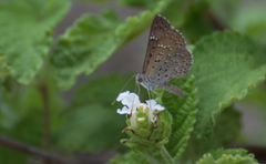 Zabuella tenellus